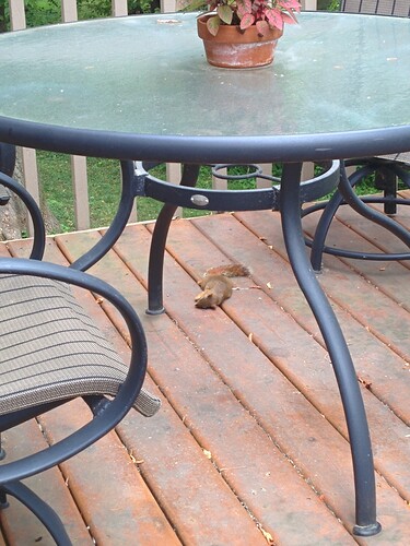 squirrel