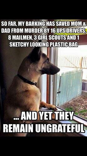 f8a306e58a97945140b46aa092cb80af--dog-pin-animal-memes.jpg