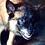Bulletdog