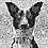 feraldog