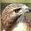 Heartland_Hawk