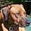 RidgeDog