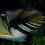 TriggerFish
